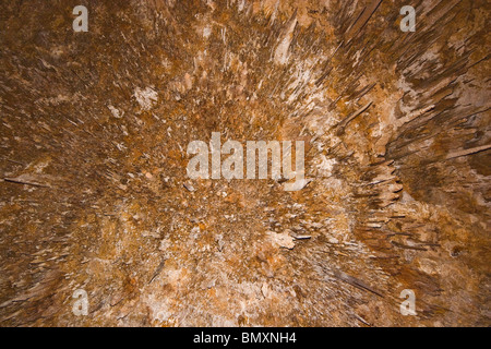 Guardando verso l'alto a stalattiti sul soffitto della grotta Ngilgi, calcare a grotta carsica vicino sistema Yallingup, Australia occidentale Foto Stock