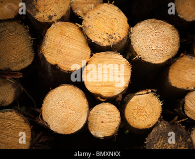 Tagliare tronchi di legno impilati pronti per l'asciugatura. Foto Stock