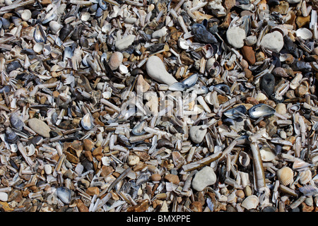 Gusci e noccioli lavato fino in riva al mare a Hunstanton Foto Stock