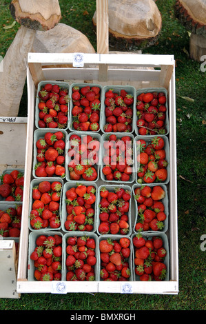 Produzione biologica di fragole Foto Stock