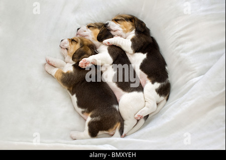 Beagle. Tre cuccioli di dormire dormire su una coperta Foto Stock