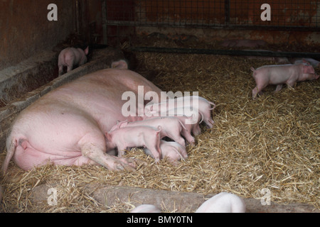 British specie Sow suinetti lattanti in una piscina penna. Sus scrofa domestica Foto Stock