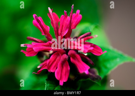 Primo piano di un Red Bee Balm fiore, Monarda didyma. Oklahoma, Stati Uniti d'America. Foto Stock