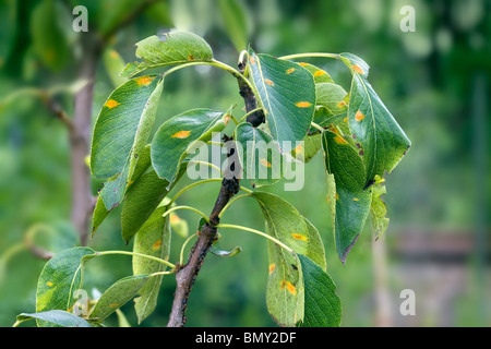 Il Cedar Apple ruggine (Gymnosporangium juniperi-virginianae) Foto Stock