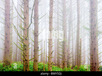 Sitka Spruce forest con la nebbia sulla costa dell'Oregon. Samuel H. Boardman membro Scenic corridoio. Oregon Foto Stock
