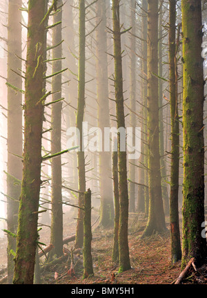 Sitka Spruce alberi nella nebbia. Samuel H. Boardman membro Scenic corridoio. Oregon Foto Stock