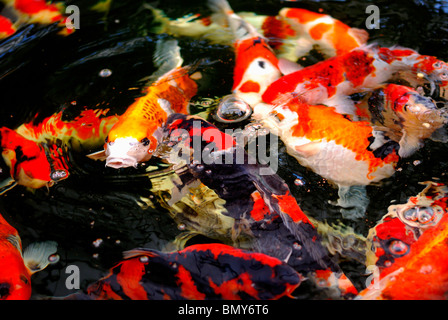 Carpe Koi frenesia Foto Stock