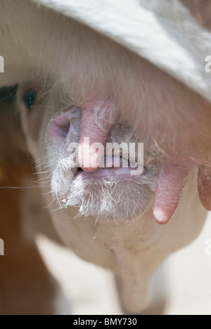 I giovani vitelli alimentazione da una mammella Foto Stock