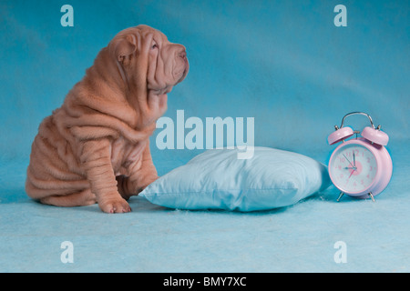 Il tempo di sonno o per andare al lavoro? Foto Stock