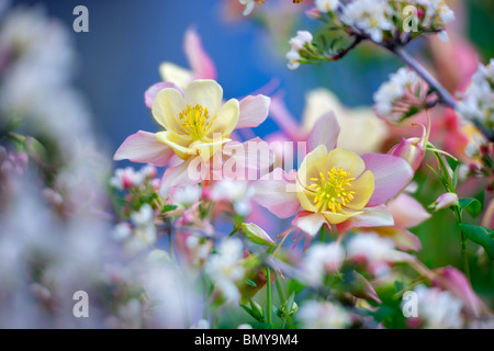 Crab Apple (Sargentina fioritura Crabapple) con Aquilegia alpina (Swan rosa e giallo) . Oregon Foto Stock