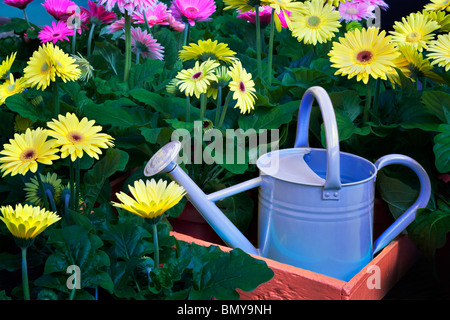 Blue annaffiatoio con Gerdera Daisy fiori. Oregon Foto Stock