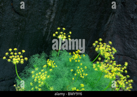 Deserto pungente prezzemolo (Lomatium grayi) e black rock. Columbia River Gorge National Scenic Area, Washington Foto Stock