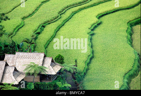 Guardando verso il basso sulle risaie a terrazze nei pressi di Ubud, Bali, Indonesia. Vi è una Casa balinese accanto ai campi di riso Foto Stock