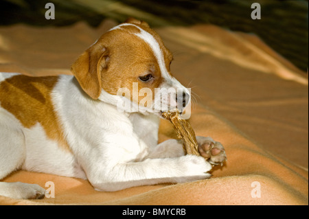 Mezza razza cane cucciolo munching Foto Stock