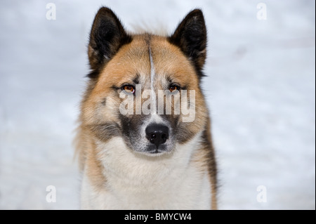 La Groenlandia cane (Canis lupus familiaris). Ritratto di adulto Foto Stock