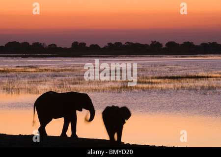 Elefante africano (Loxodonta africana). Due individui stagliano contro il cielo di sera a bordo di un fiume. Foto Stock