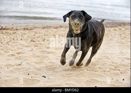 Labrador Retriever. Un cane nero adulto corre sulla spiaggia con una palla nel suo muso Foto Stock