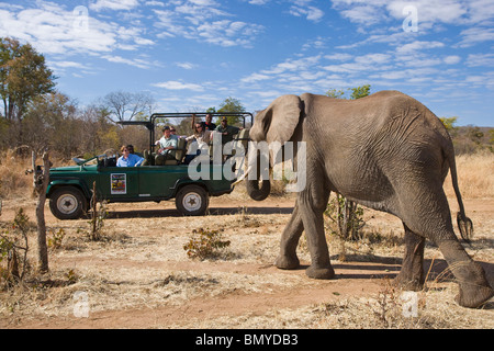 I turisti in gioco guidare il veicolo guardando dell' elefante africano (Loxodonta africana). Victoria Falls, Zimbabwe. Foto Stock