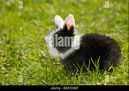 Giovani Teddy lop-eared dwarf rabbit prato Foto Stock