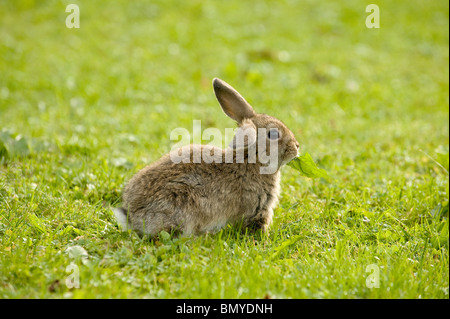 Giovani lop-eard dwarf rabbit prato munching Foto Stock