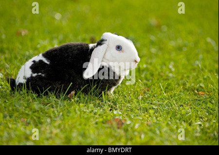 Rex lop-eared dwarf rabbit prato Foto Stock