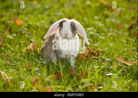 Rex lop-eared dwarf rabbit prato Foto Stock