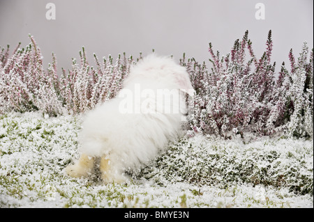 Giovani Teddy lop-eared dwarf rabbit snow Foto Stock
