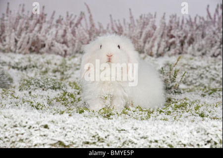 Giovani Teddy lop-eared dwarf rabbit snow Foto Stock