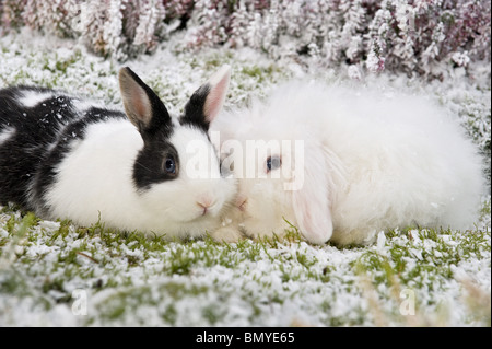 Due giovani conigli nani snow Foto Stock