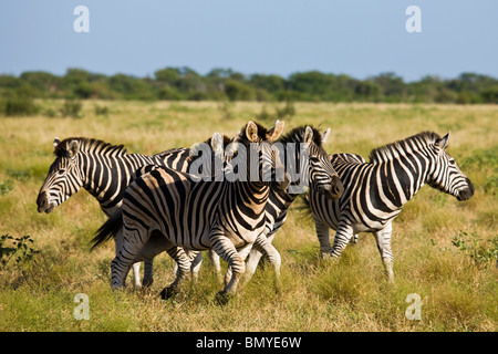 Burchells Zebra (Equus quagga burchelli). Gruppo a Madikwe Game Reserve. A nord-ovest della provincia. Sud Africa. Foto Stock