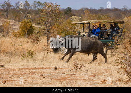 Turisti per un Game Drive guardando un capo Buffalo (Syncerus caffer). Victoria Falls. Lo Zimbabwe. Foto Stock