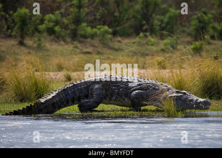 Coccodrillo del Nilo (Crocodylus niloticus) a piedi. Parco Nazionale del Lower Zambesi. Zambia. Foto Stock