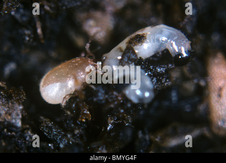 Acaro predatore (Hypoaspis miles) attacca una sciarid fly larva Foto Stock