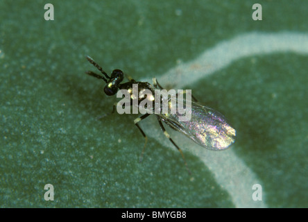 Due vespe parassitoidi (Diglyphus isaea) che indagano su una larva fogliare all'interno di una galleria di foglie Foto Stock