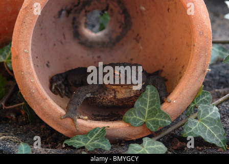Il rospo comune in vaso di fiori nella Tettoia da giardino/serra Foto Stock