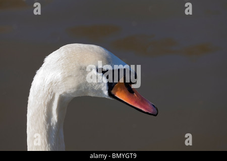 La testa e il collo di cigno. Foto Stock