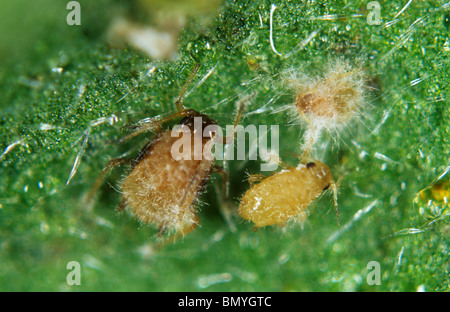 Sviluppo precoce del fungo entomopathogenic Verticillium lecanii su host di afide parassiti Foto Stock