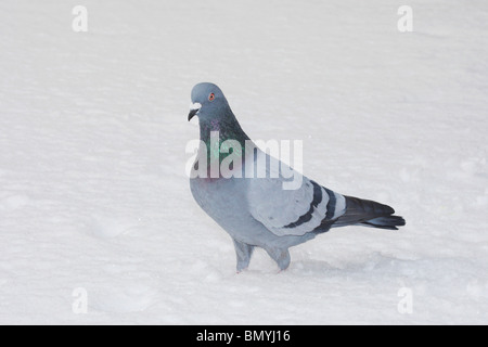 Piccioni domestici nella neve / Columba livia Foto Stock