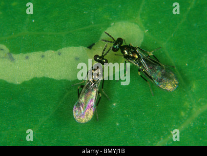 Due vespe parassitoidi (Diglyphus isaea) che indagano su una larva fogliare all'interno di una galleria di foglie Foto Stock