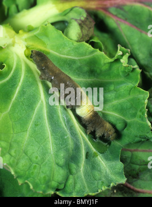 Piccola farfalla bianca caterpillar ucciso da sarcococca rapae granulosis virus Foto Stock