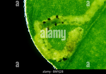 Parassitoide wasp (Diglyphus isaea) pupa nella miniera di foglia con "pit puntelli' per il supporto Foto Stock