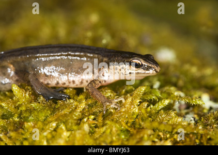 Newt liscio (Triturus vulgaris) sul muschio Foto Stock