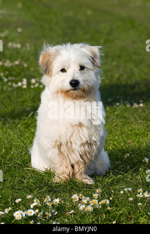 Coton de Tulear dog sitter prato Foto Stock