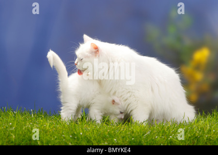 Foresta siberiana gatto bianco con un gattino, 7 settimane / Gatto Siberiano, Siberia Foto Stock