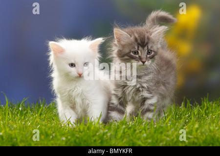 Foresta siberiana gatti e gattini, 7 settimane, bianco e blu-argento-tabby / Gatto Siberiano, Siberia Foto Stock