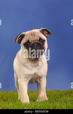 Pug, cucciolo, 12 settimane Foto Stock