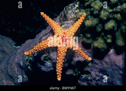 Maglia rossa Stella Marina (Fromia monilis) alimentazione su alghe coralline - Mar Rosso, Egitto Foto Stock