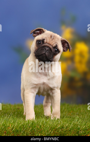 Pug, cucciolo, 12 settimane Foto Stock