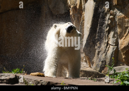 Berlin Zoo superstar Knut Foto Stock