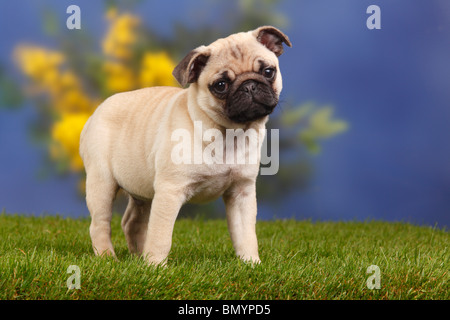 Pug, cucciolo, 12 settimane Foto Stock